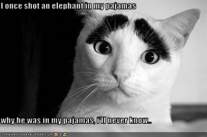 groucho-cat groucho-cat