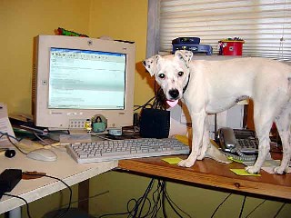 Pic of dog on desk